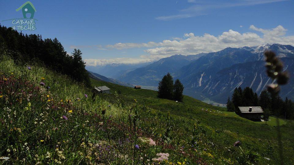 Prairies alpines autour de la cabane en été